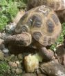 Horsfield : Young approx 3 years old (Squirtle)